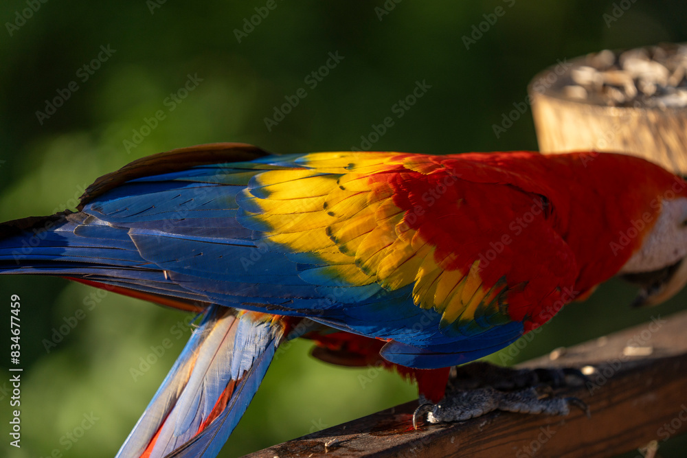 Obraz premium Scarlet macaw bird parrot Costa Rica paradise animal captured 