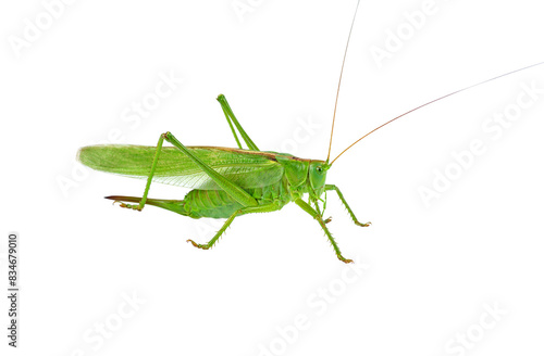 Big green grasshopper isolated on white background © Roman Ivaschenko