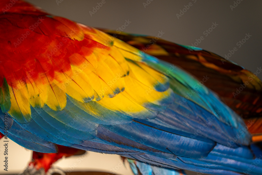 Obraz premium Scarlet macaw bird parrot Costa Rica paradise animal captured beautiful feather close-up of a scarlet macaw parrot bird