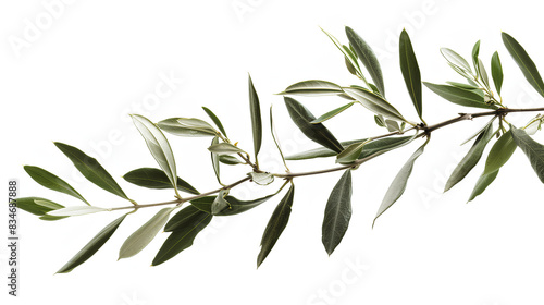 branch of a olive tree with leaves isolated on white background