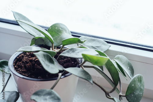 Young indoor wax plant Hoya Carnosa in a white pot on a windowsill near a window. Top view, copy space
