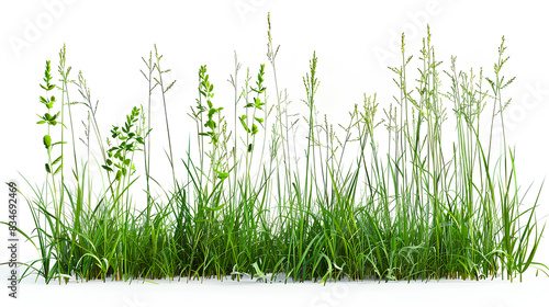 Growth of buffalo grass  a native prairie grass  known for its drought resistance and less frequent mowing needs  isolated on white background photo