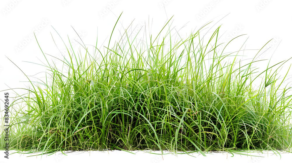 Growth of buffalo grass a native prairie grass known for its drought resistance and less frequent mowing needs isolated on white background Growth of buffalo grass a native prairie grass known for its drought resistance and less frequent mowing needs isolated on white background