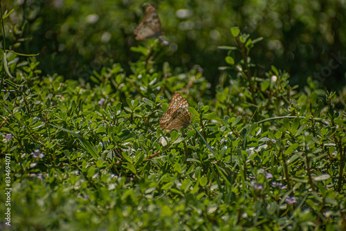 A butterfly perched on a small stem, displaying its beautiful wings.