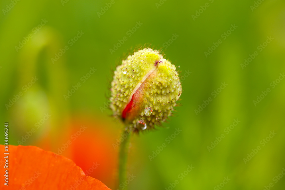 red poppies in the field, summer time, Papaver rhoeas red poppies in the field, summer time, Papaver rhoeas