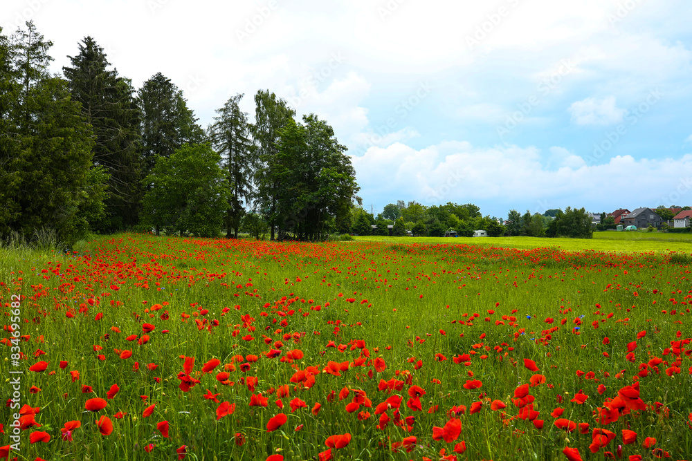 red poppies in the field, summer time, Papaver rhoeas red poppies in the field, summer time, Papaver rhoeas