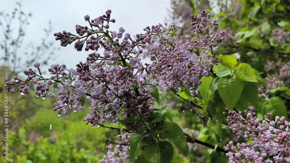 blooming lilac tree on rainy day, spring garden freshness, horizontal footage blooming lilac tree on rainy day, spring garden freshness, horizontal footage