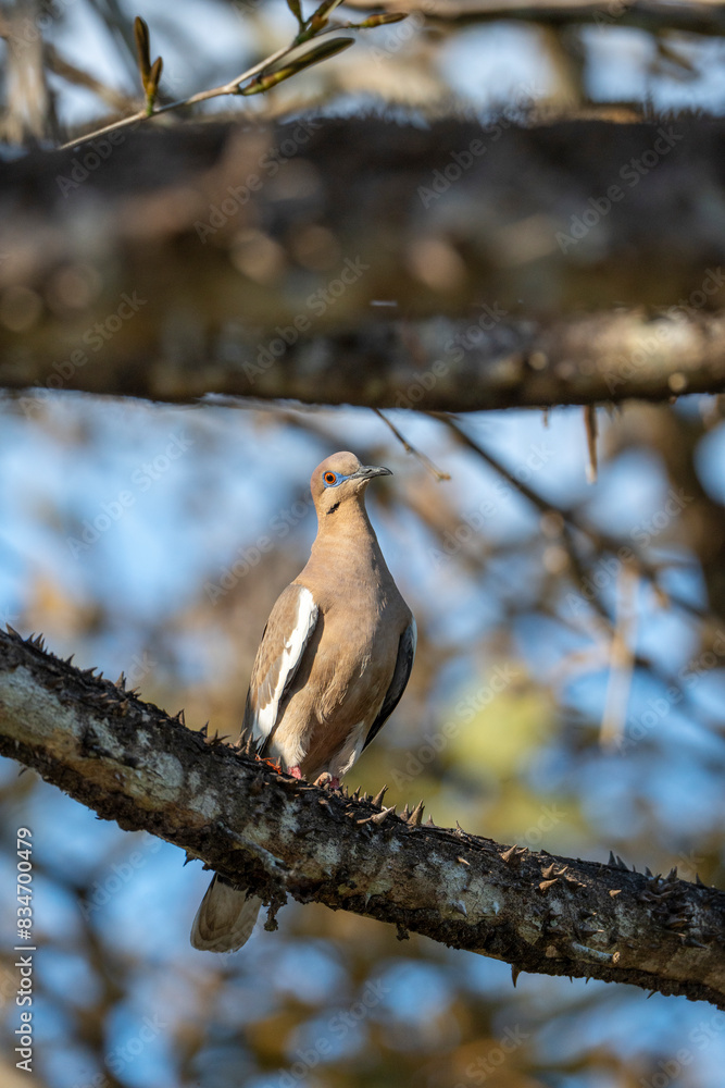 pigeon bird animal costa rica pigeon bird animal costa rica