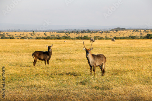 antelope in the wild  Kenya 