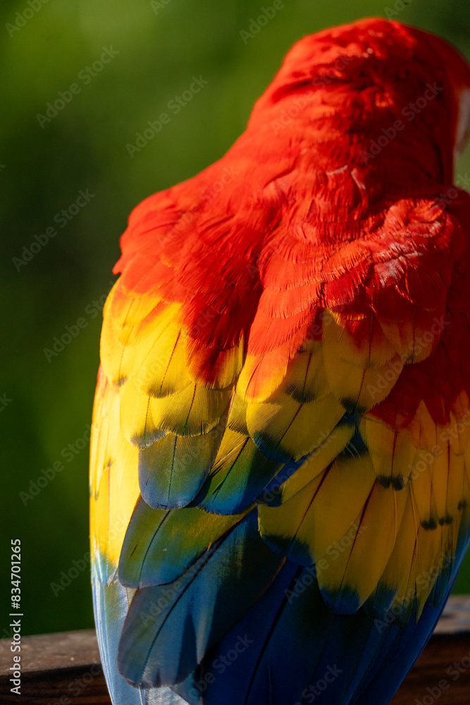 Obraz premium Scarlet macaw bird parrot Costa Rica paradise animal captured beautiful feather close-up of a scarlet macaw parrot bird
