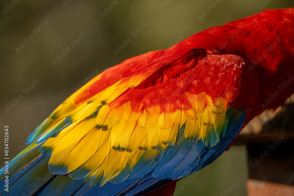 Obraz premium Scarlet macaw bird parrot Costa Rica paradise animal captured beautiful feather close-up of a scarlet macaw parrot bird
