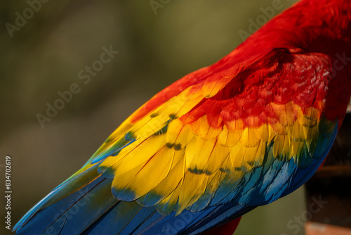 Scarlet macaw bird parrot Costa Rica paradise animal captured beautiful feather close-up of a scarlet macaw parrot bird © PIC by Femke