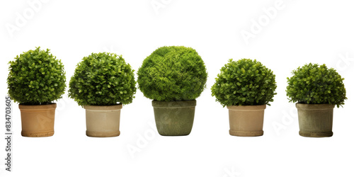 A row of six potted plants, each with round, green foliage, arranged on a white background. The plants are all approximately the same size, and they are all potted in terra cotta pots