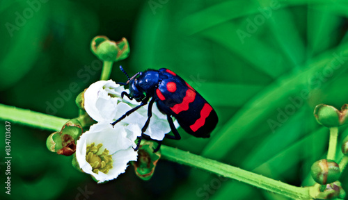 Close-up view of a koksi beetle on a flower photo