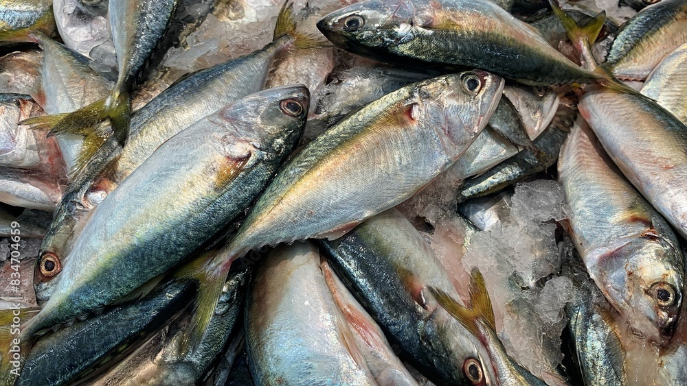 Fototapeta premium The Kembong is also called the Indian mackerel