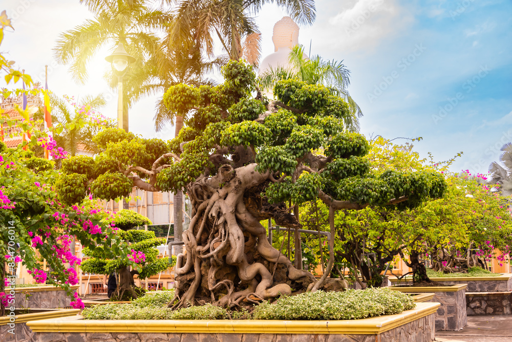 Obraz premium Traditional asian bonsai trees in temple garden, Vietnam