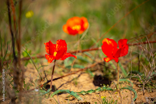 Wild Red Data Book tulips Greig in the fields of Kazakhstan. Spring flowers under the rays of sunlight. Beautiful landscape of nature. Hi spring. Beautiful flowers on a green meadow. photo