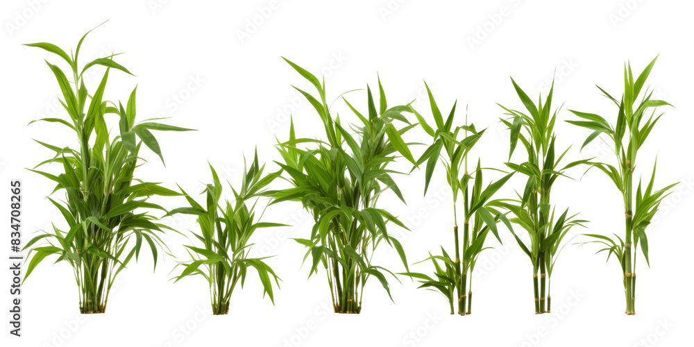 A collection of seven green bamboo plants, arranged in a row, isolated on a white background. The plants are of varying sizes, showcasing different stages of growth A collection of seven green bamboo plants, arranged in a row, isolated on a white background. The plants are of varying sizes, showcasing different stages of growth