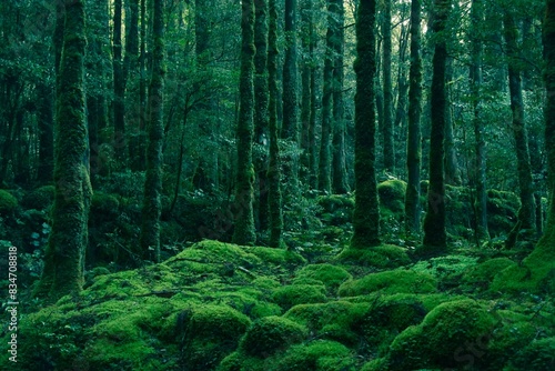 Foto 「苔森」緑の世界