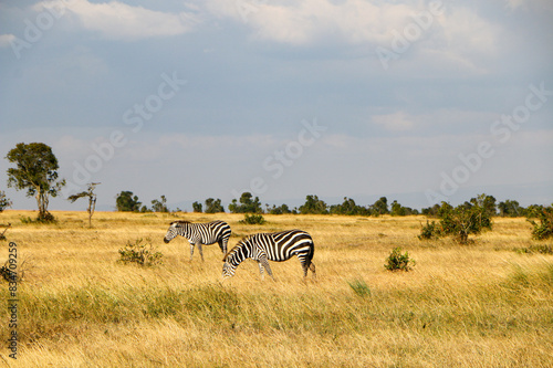 wildlife in Africa safari   photo