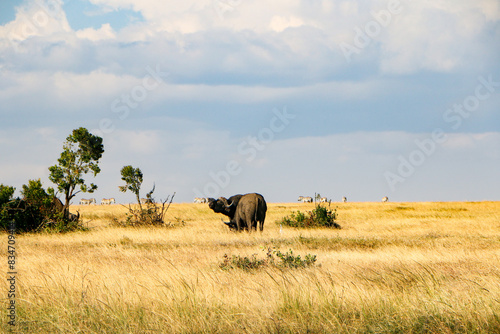 wildlife in Africa safari  