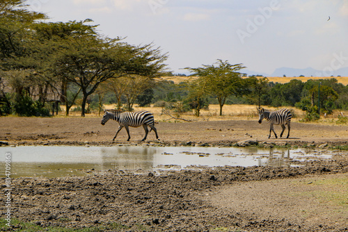 wildlife in Africa safari  