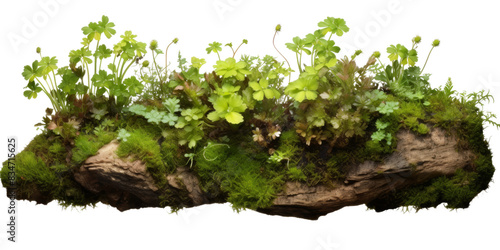 A close-up image of a natural driftwood branch covered in vibrant green moss and various plants, isolated on a transparent background photo