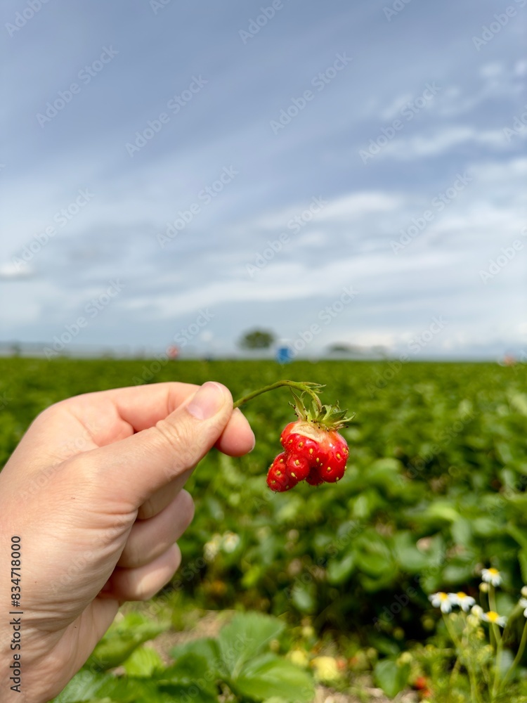 strawberry in hand strawberry in hand
