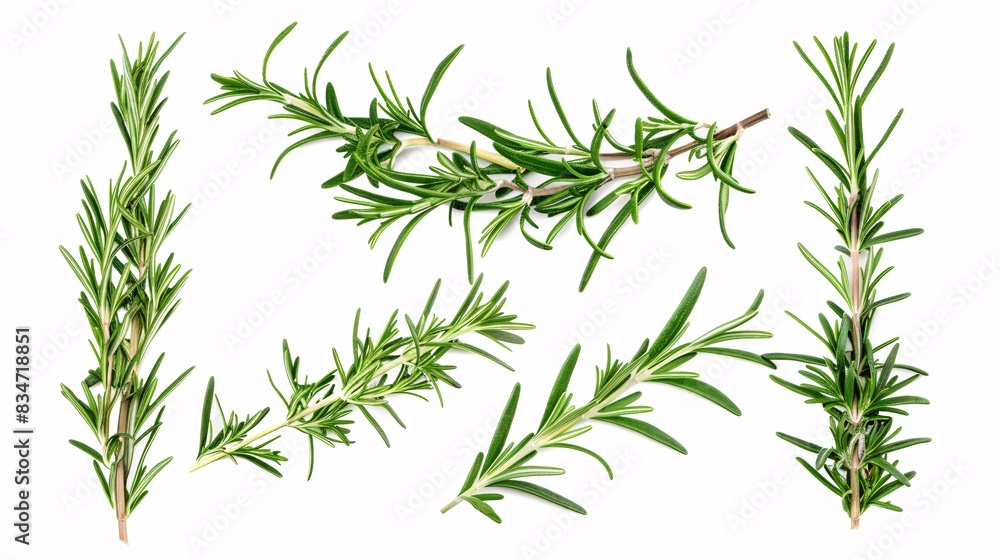 Fototapeta premium Fresh rosemary arrangement on a white background.