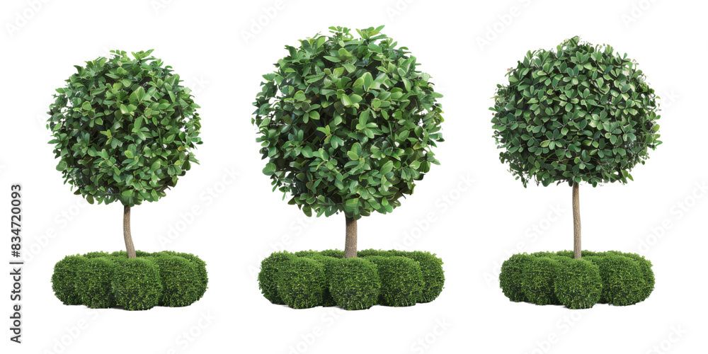 A photograph of three green trees with round canopies and bushy bases, isolated on a white background. The trees are all of the same species and size, and they have a uniform, rounded shape A photograph of three green trees with round canopies and bushy bases, isolated on a white background. The trees are all of the same species and size, and they have a uniform, rounded shape