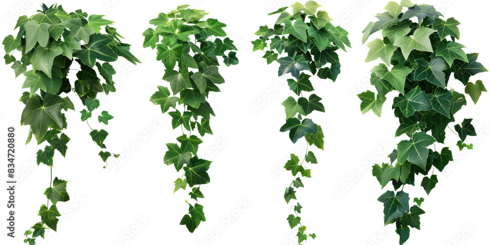 Four green ivy vines isolated on a white background. Each vine has different shapes and lengths Four green ivy vines isolated on a white background. Each vine has different shapes and lengths