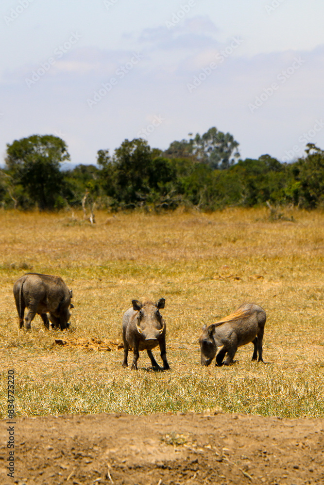 warthogs warthogs