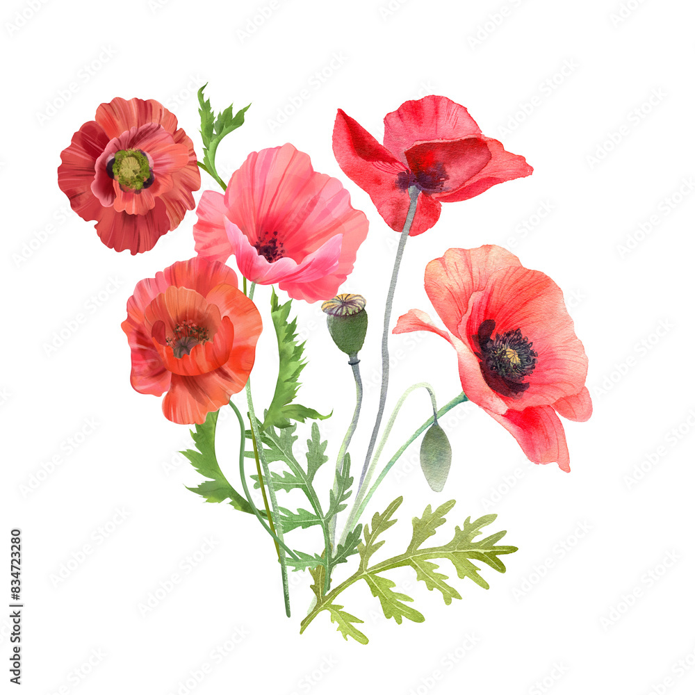 Naklejka premium Watercolor red poppies. Wild flower bouquet isolated on white. Hand painting illustration for invitation and greeting card.