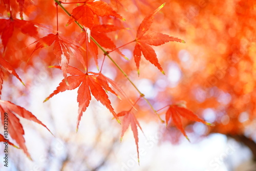 秋らしい景色。鮮やかな紅葉。 © リリ
