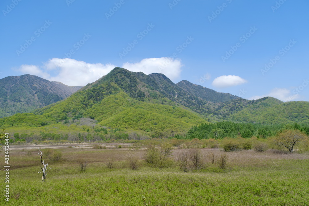 Naklejka premium 日光 戦場ヶ原 Nikko Senjogahara