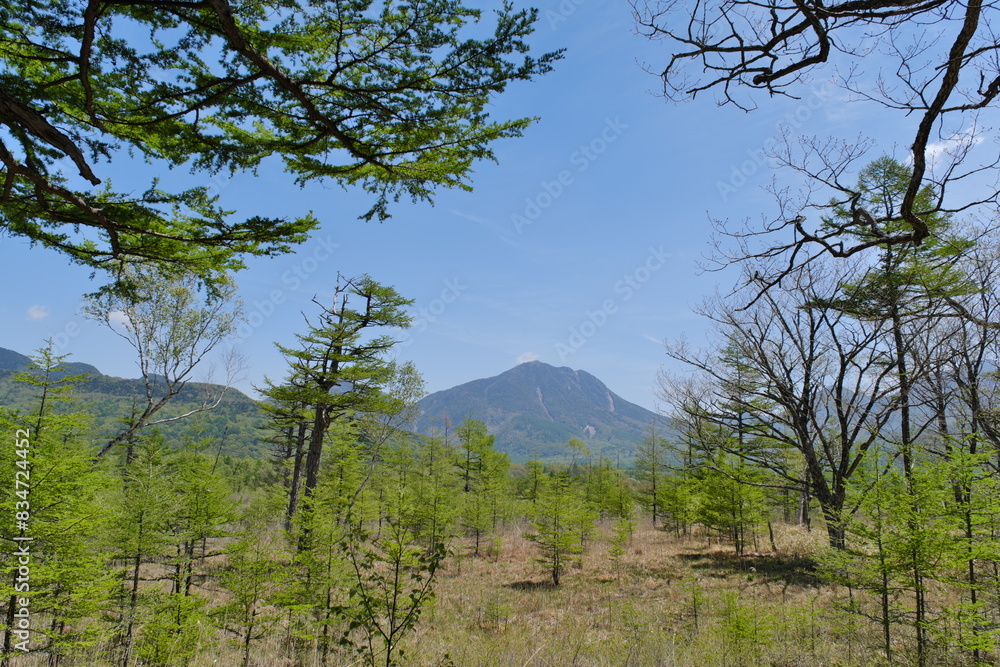 Obraz premium 日光 戦場ヶ原 Nikko Senjogahara