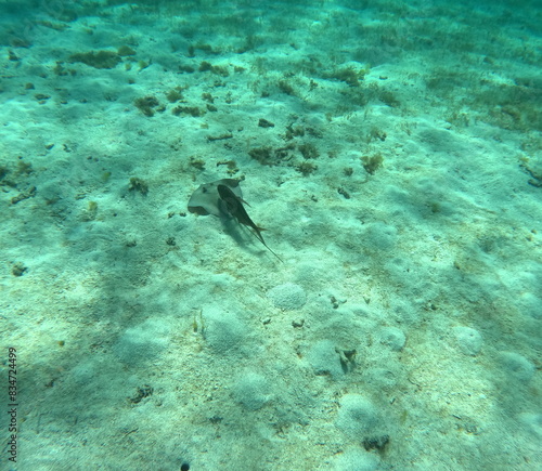 southern stingray followed by pilot fish  undersea photo in Petite Terre. Dasyatis americana. Tropical snorkeling