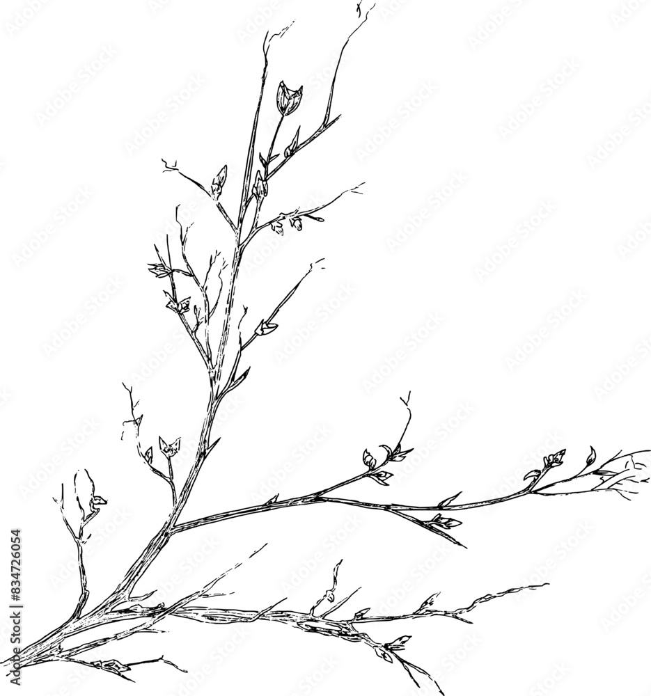 Fototapeta premium Hand drawn leaves on branch 