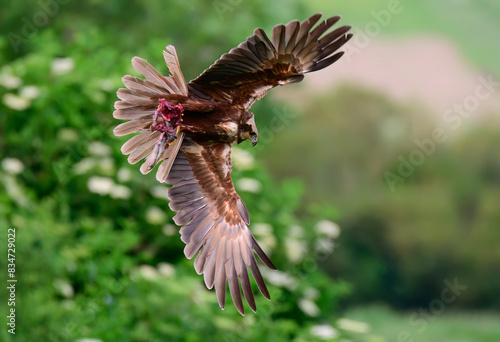 Female marsh harrier with prey