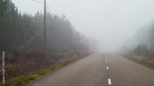 Forêt des Landes de Gascogne, recouverte par un épais brouillard photo