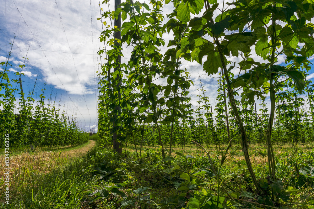 Fototapeta premium Green Bavarian Hops with a view from bottom up to the sky
