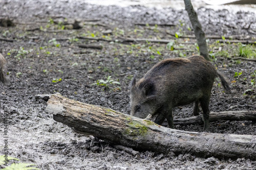 Wild boar (Sus scrofa) in the forest Wild boar (Sus scrofa) in the forest