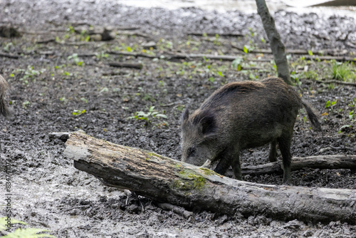 Wild boar (Sus scrofa) in the forest