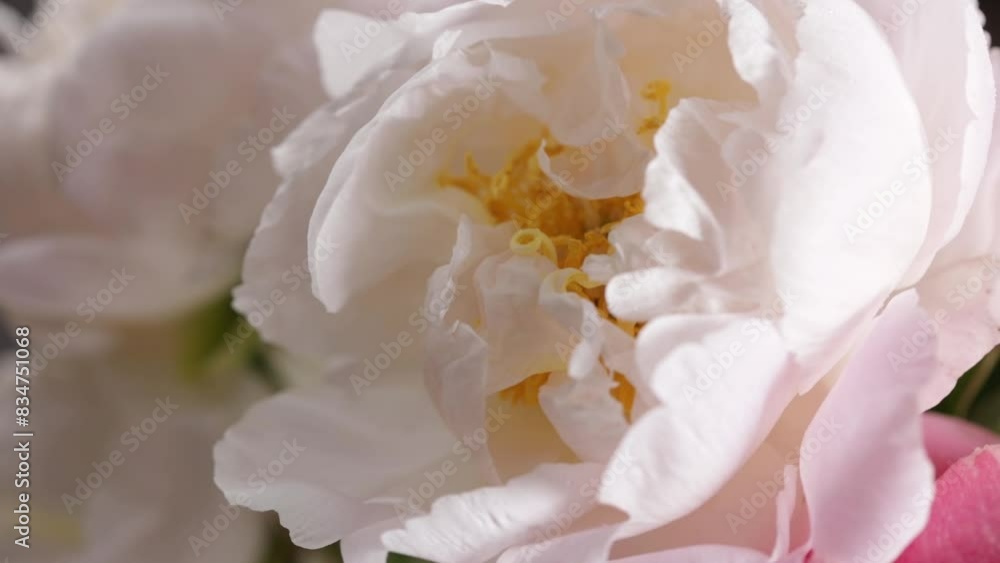 white flowers close up movement white flowers close up movement