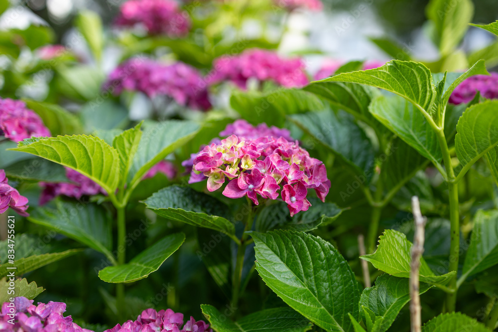 Images of Japan - Hydrangea, the Rainy Season Flower Called Ajisai Images of Japan - Hydrangea, the Rainy Season Flower Called Ajisai