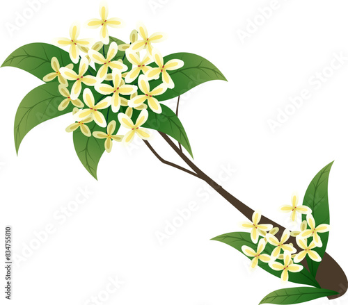 osmanthus with leaf