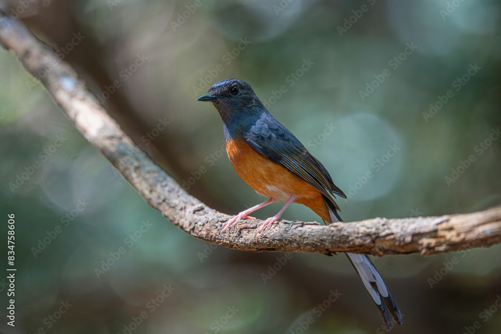 The male White-rumped Shama (Copsychus malabaricus) has a bright blue-black head and prominent white upperparts, a rump and a long blackish tail. The male White-rumped Shama (Copsychus malabaricus) has a bright blue-black head and prominent white upperparts, a rump and a long blackish tail.