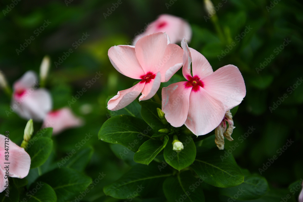 pink flower pink flower