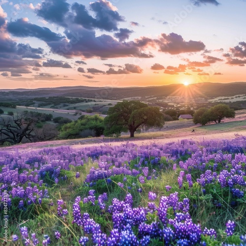 Texas Landscape at Sunset with Vibrant Purple Wildflowers  Ideal for Nature Prints and Posters