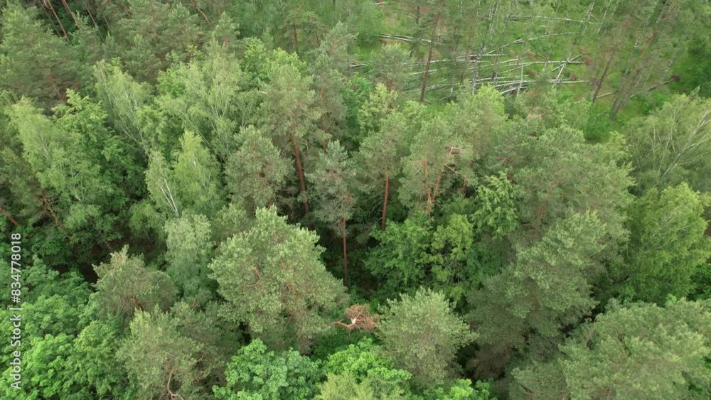 drone flight over trees in a forest. Fallen birch trees drone flight over trees in a forest. Fallen birch trees